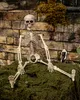 Halloween Skelett 40 cm - Beweglich Produktbild-Vorschau 4