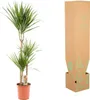 Dragonnier Marginata - Ø21cm - ↕120cm Voir les images du produit 10