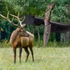 Outdoor Titan-Messer ELK RIDGE 20,5 cm – feststehende Produktbild-Vorschau 3