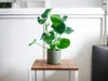 Gardners Monstera deliciosa, průměr 14 cm Náhled obrázku produktu 2