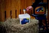 A hand is scooping powder from a blue scoop into a white bucket labeled 'VITAFlora' which is sitting on a pile of hay. A blue Cavalor branded dispenser is visible to the right. Anteprima dell’immagine prodotto