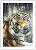 Poster - Poster ohne Rahmen - Indien stein tiger wild - Produktbild-Vorschau 1