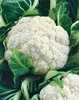 Odporny kalafior Tasty 1G Bora Podgląd zdjęcia produktu 7