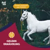 A white horse running in a natural outdoor setting with graphic overlays. Podgląd zdjęcia produktu