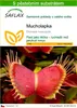 SAFLAX - Mucholapka - Dionaea muscipula - 10 Semena - S Náhled obrázku produktu 1