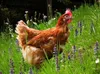 CALVENDO Puzzle Huhn im Garten 2000 Teile Puzzle quer | Produktbild-Vorschau 3