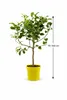 Citrus medica Zedratzitrone 70–100 cm Stämmchen – echte Produktbild-Vorschau 1