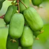 Actinidia Jumbo femmina 2L Anteprima dell’immagine prodotto 6