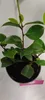 A potted plant with green leaves and brown stems. Náhľad obrázku produktu