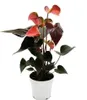 Dúhový plameniak - Anthurium andreanum "Rainbow Champion" - Náhľad obrázku produktu 2