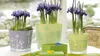 Three potted plants with purple flowers are arranged on a table, with a small green box in the foreground. Produktbild-Vorschau