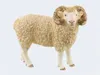 Schleich Farm World 13937 ariete Anteprima dell’immagine prodotto 10