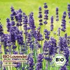 Samenliebe  Lavendel Samen | Breitblättriger Lavendel - Produktbild-Vorschau 4