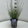 Perovskia atriplicifolia 'Prime Time' PBR – modročervená | Náhľad obrázku produktu 1