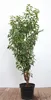 Prunus lusitanica, Portugiesischer Lorbeer, immergrün, Produktbild-Vorschau 1
