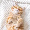 Brit 7kg Fresh Chicken & Turkey Grain Free Kitten Voir les images du produit 4