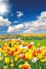 Wallario selbstklebendes Poster - Tulpenwiese unter blauem Produktbild-Vorschau 1