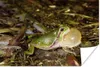 MuchoWow® Poster Quakender Frosch 90x60 cm - Schlafzimmer Produktbild-Vorschau 1