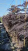 A row of young trees with purple foliage, likely in a nursery or greenhouse setting. Produktbild-Vorschau