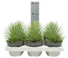 Agave striata var. nana - Stachelsschwein-Agave - 12cm Topf Produktbild-Vorschau 3