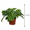 Maranta leuconeura Kerchoveana 30 cm | Korbmarante Produktbild-Vorschau 5