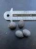 Weiße Indische Lotusblume (Nelumbo nucifera 'alba')  - 5 Produktbild-Vorschau 3