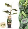 Green boutiQ - Obstpflanze - Musa Ever Red - Bananenbaum - Produktbild-Vorschau 1