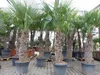 XXXXL 210 - 230 cm Trachycarpus fortunei Hanfpalme, Produktbild-Vorschau 1