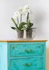 Two white orchids in clear pots are placed in a clear planter on top of a distressed turquoise dresser. Podgląd zdjęcia produktu