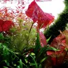 Aquarium Pflanze 3 Stück Nymphaea Lotus Tigerlotus Produktbild-Vorschau 2