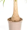 Elefantenfuß Stamm Ø21cm - ↕60 - 80cm Produktbild-Vorschau 5