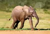 3 D Ansichtskarte Elefanten Baby, Afrika Postkarte Produktbild-Vorschau 3