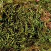 Trixie Terrarium Mos Substraat Produktbild-Vorschau 2