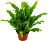 Asplenium nidus Campio - speciální odrudy kapradin do Náhled obrázku produktu 2