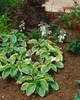 Hosta sieboldiana 'Frances Williams', Funkie, grün-gelb, Produktbild-Vorschau 3