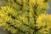 Pin de montagne Pinus Mugo Carsten`s Wintergold haute tige Voir les images du produit 2