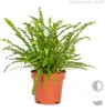 Bloomique - 3er-Mix - Luftreinigende Farne - Asplenium, Produktbild-Vorschau 4