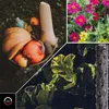 CellFast Wąż Nawadniający Drip 30m 1/2" Kroplujący Pocący Podgląd zdjęcia produktu 6