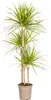 Smocze drzewo - Dracaena marginata "Sunray" - Sunray - Podgląd zdjęcia produktu 1