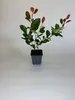 1 Stück, 20-25cm, Topf 9cm, Glanzmispel Photinia fraseri Produktbild-Vorschau 2