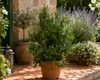 Myrtus communis (struik), circa 80 cm – Echte bruidsmirte, Productafbeelding-voorbeeld 3