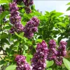 Lillà nobile  - Syringa vulgaris 'Charles Joly'  | 40-60 cm Anteprima dell’immagine prodotto 2