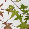 Klon japoński - Acer palmatum 'Beni Maiko' - Wysokość Podgląd zdjęcia produktu 3