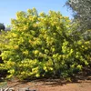 A flowering mimosa tree in a garden setting. Produktbild-Vorschau