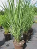 Panicum virgatum Northwind - Rutenhirse Nordwind Produktbild-Vorschau 1
