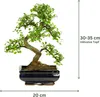 Bonsai Baum mit Keramik Blumentopf - Ligustrum, Ficus, Produktbild-Vorschau 2