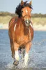 TREFL Horse World Puzzle: Erfrischung im Fluss 54 Teile Produktbild-Vorschau 3