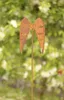 Rost Gartenstecker Engelsflügel 103 cm Edelrost Gartendeko Produktbild-Vorschau 3