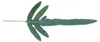Felce "Blue Star", *Phlebodium aureum*, 17 cm Anteprima dell’immagine prodotto 2