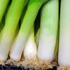 Porree Blaugrüner Winter Samen - Allium porrum - Produktbild-Vorschau 4